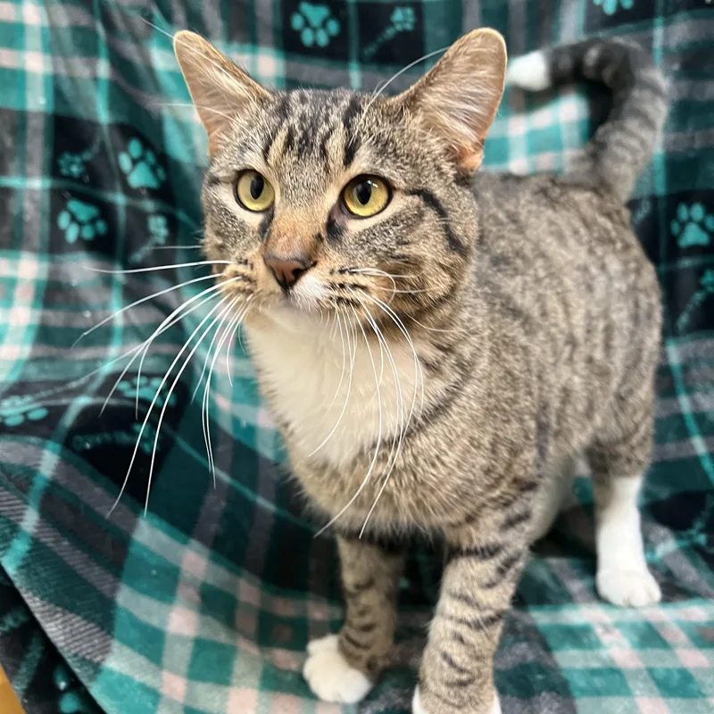 Chestnut thumbnail 6