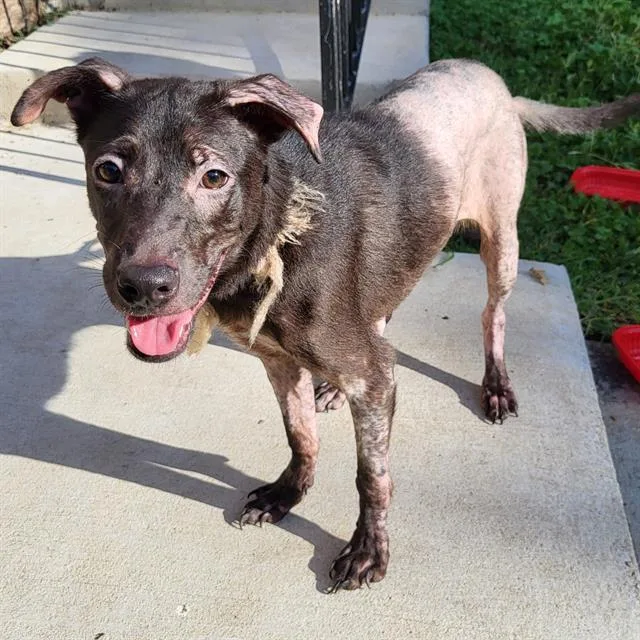 A young small-sized female Terrier dog named Amber for adoption in San Antonio, TX