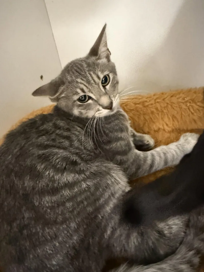 A young medium-sized male Gray / Blue / Silver Domestic Short Hair cat named Poison for adoption in Satellite Beach, FL