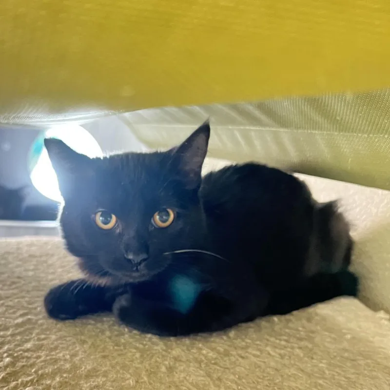 A young medium-sized female Black Domestic Short Hair cat named Diana for adoption in Las Vegas, NV