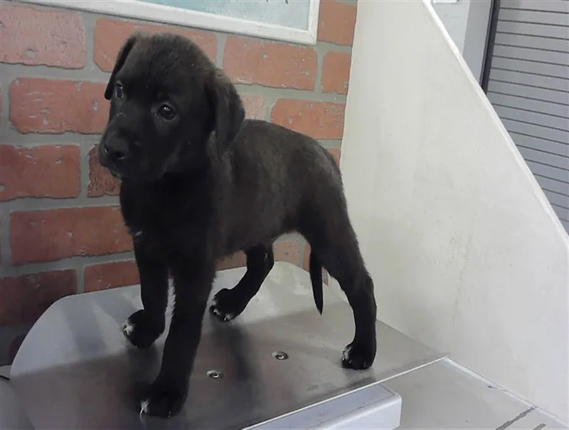 A baby small-sized male Labrador Retriever dog named Manuel for adoption in Houston, TX