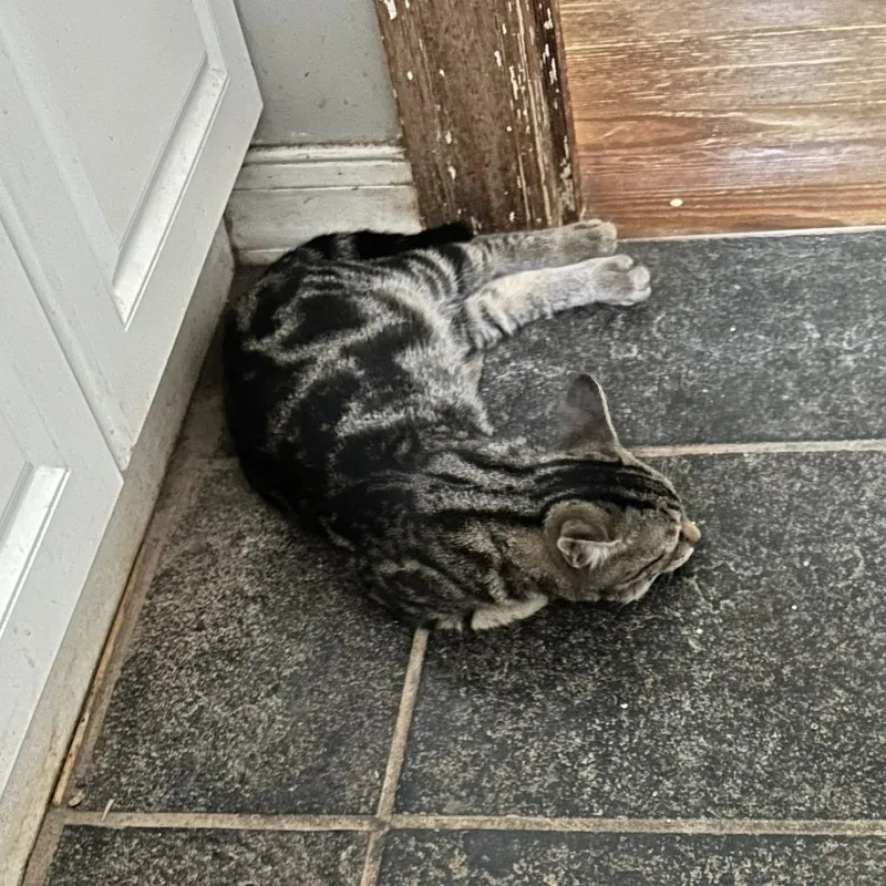 A baby small-sized male Domestic Short Hair cat named Homer for adoption in Charlottesville, VA