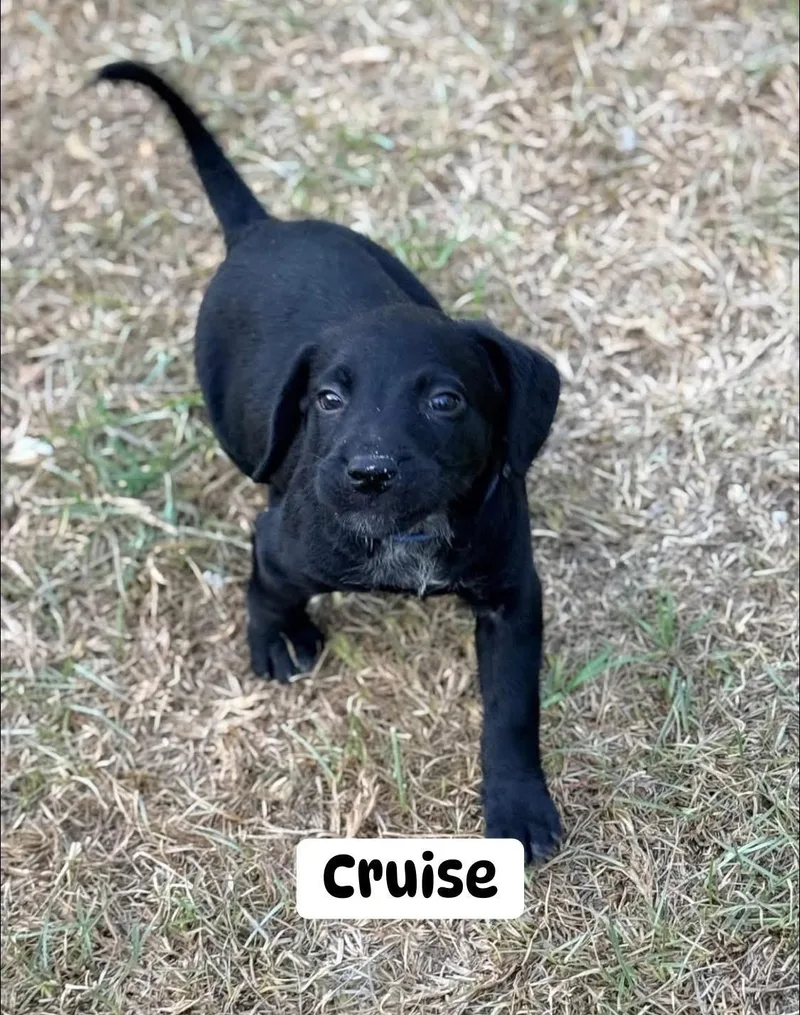 Cruise