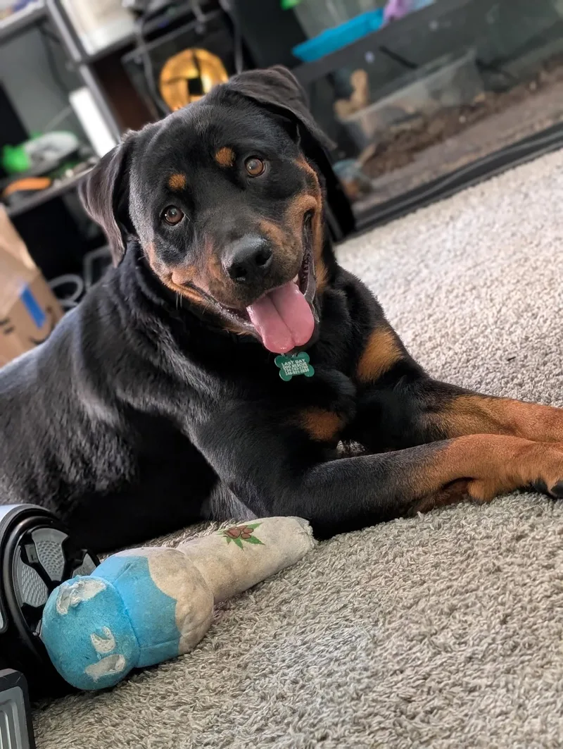A young medium-sized female Rottweiler dog named Kova for adoption in Livonia, MI