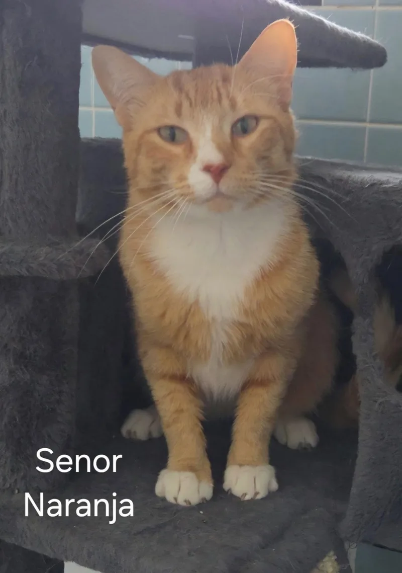 Senor Naranja