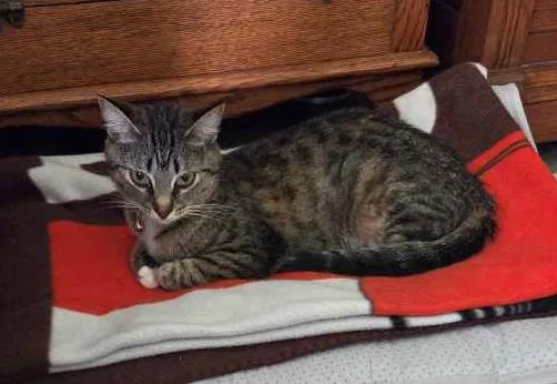 A young medium-sized female Tabby cat named Rachel for adoption in Wadsworth, OH