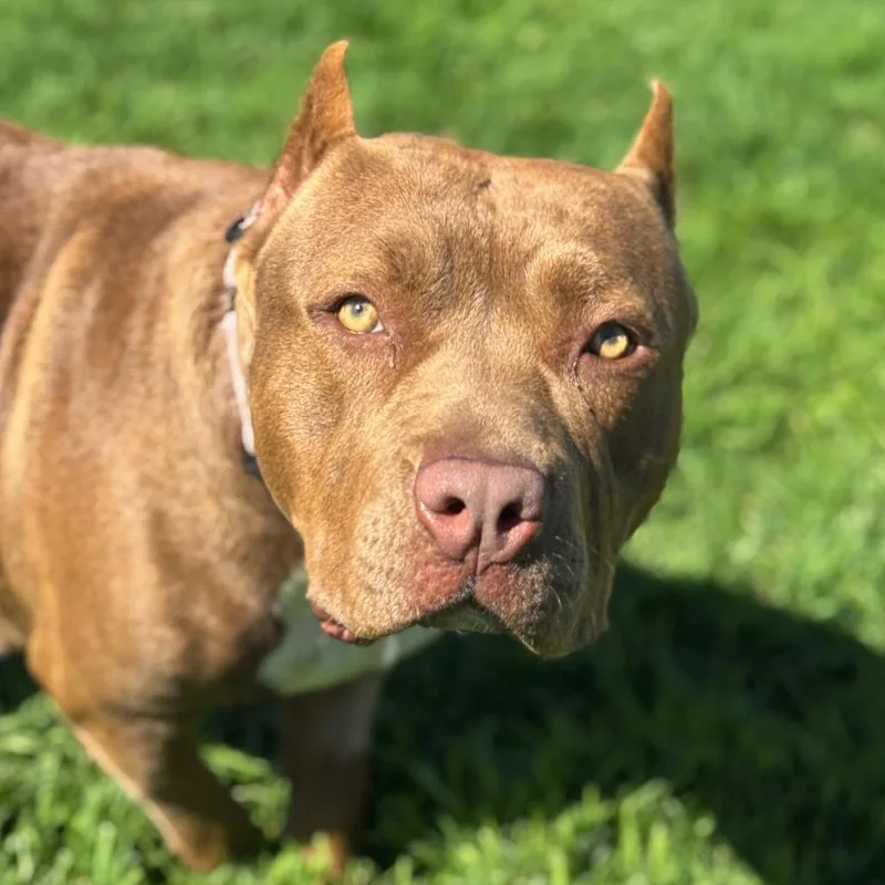 A young large-sized female Red / Chestnut / Orange American Bulldog dog named Rosalie for adoption in Santa Barbara, CA