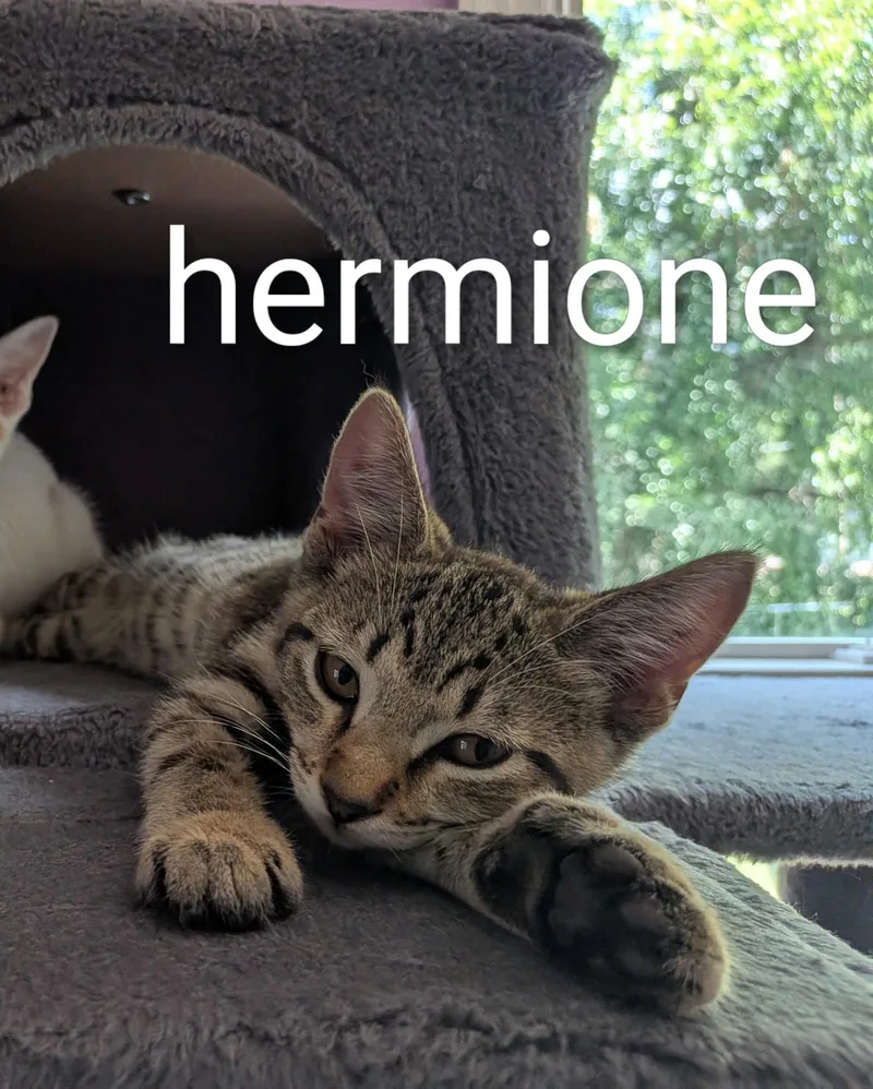 A baby medium-sized female Domestic Short Hair cat named Hermione for adoption in Kansas City, MO