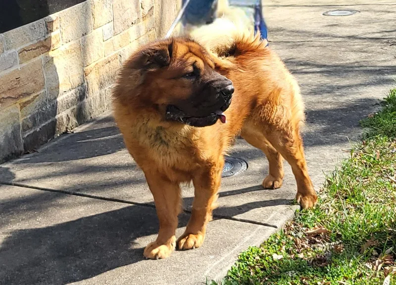 An adult medium-sized male Red / Chestnut / Orange Shar-Pei dog named Yogi for adoption in Lancaster, PA