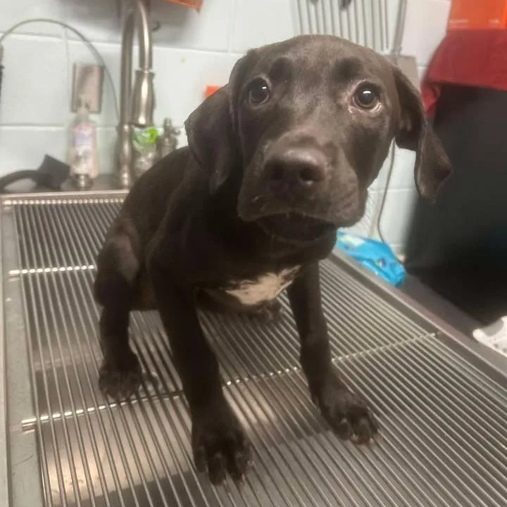 A young small-sized male Labrador Retriever dog named Aaron for adoption in Vassalboro, ME