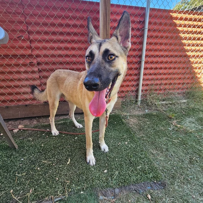 An adult medium-sized male Yellow / Tan / Blond / Fawn Shepherd dog named Jojo for adoption in Austin, TX