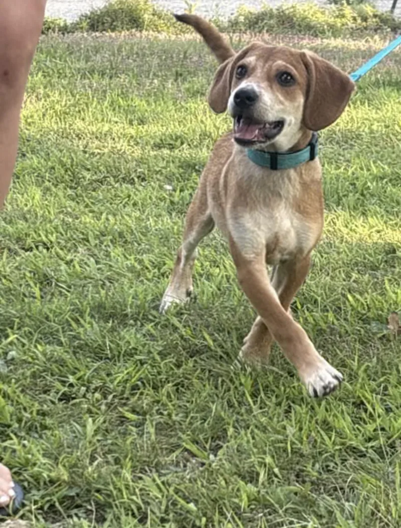 Four Paws