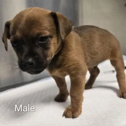 A baby small-sized male Red / Chestnut / Orange Chihuahua dog named Fern for adoption in Fresno, CA