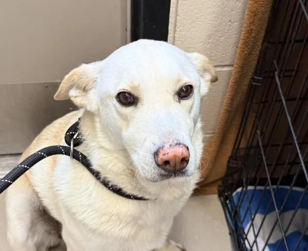 An adult medium-sized female Labrador Retriever dog named Loca for adoption in El Cajon, CA