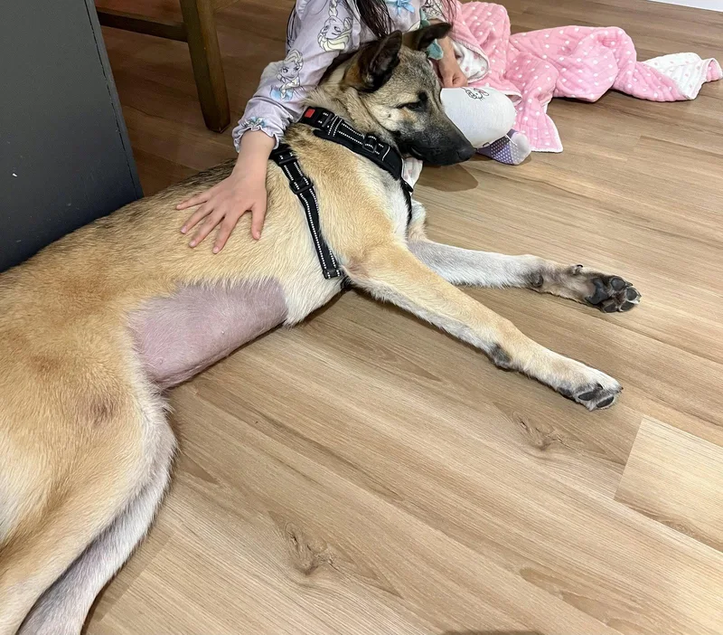 A young large-sized female Shepherd dog named Lovey for adoption in Bothell, WA