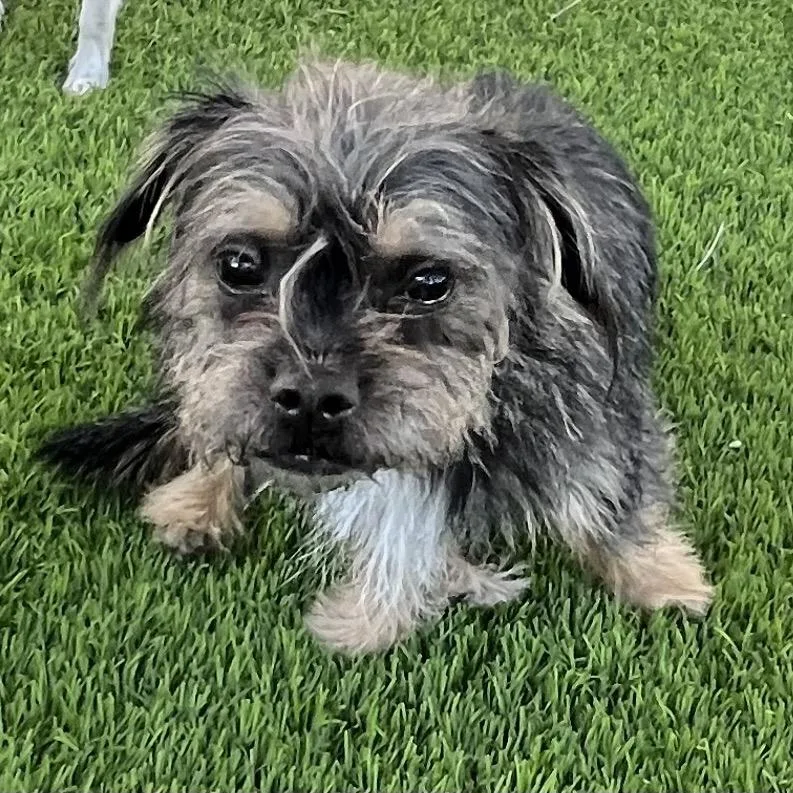 An adult small-sized female Black Terrier dog named Jobeth for adoption in Las Vegas, NV