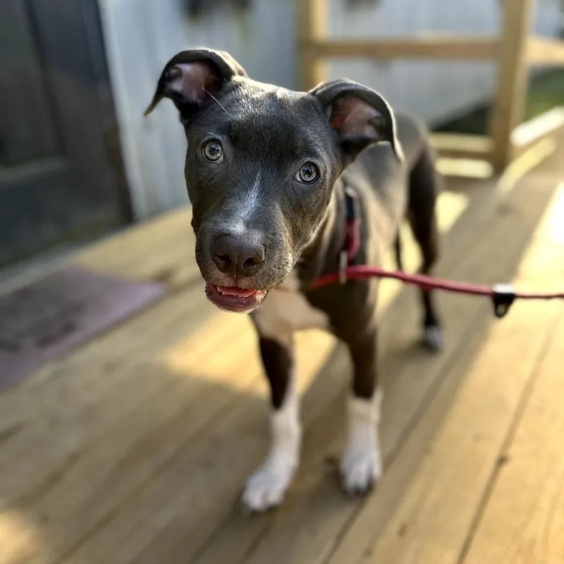 An adult medium-sized male Gray / Blue / Silver Mixed Breed dog named Zephyr for adoption in Hinesville, GA