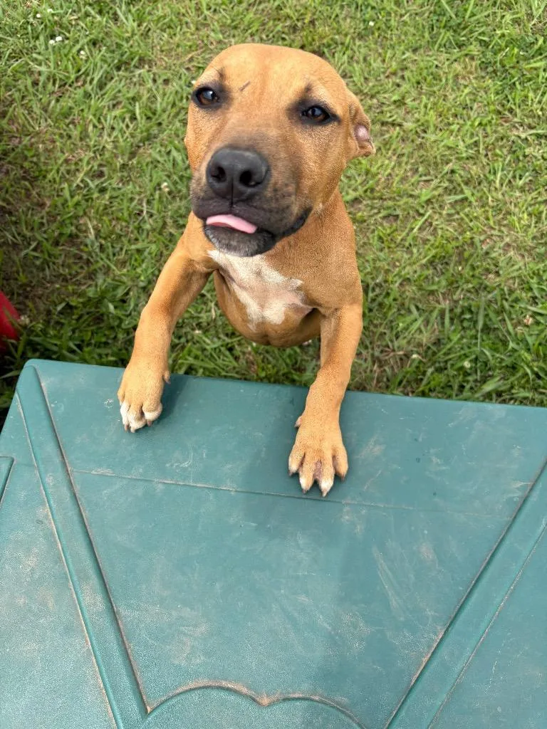A baby medium-sized female Mixed Breed dog named Wendy for adoption in Bossier City, LA