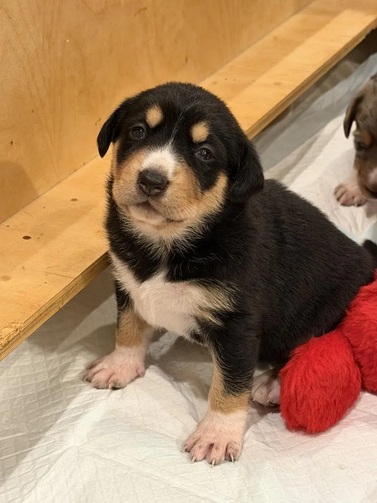 Bluey Litter  Trixie