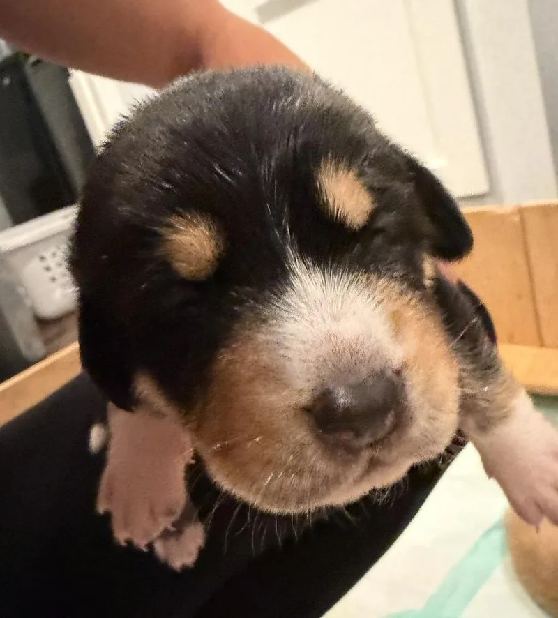 Bluey Litter  Trixie thumbnail 2