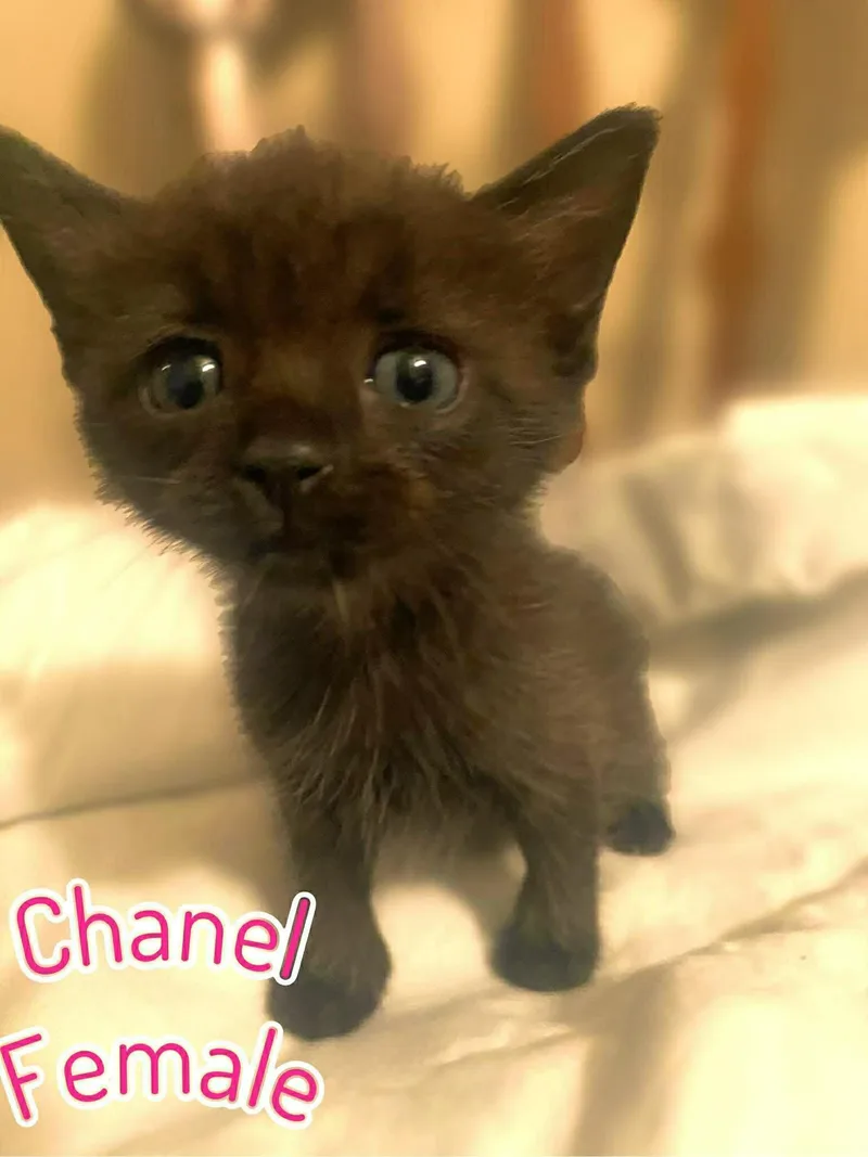 A baby small-sized female Domestic Short Hair cat named Chanel for adoption in Randolph, AL