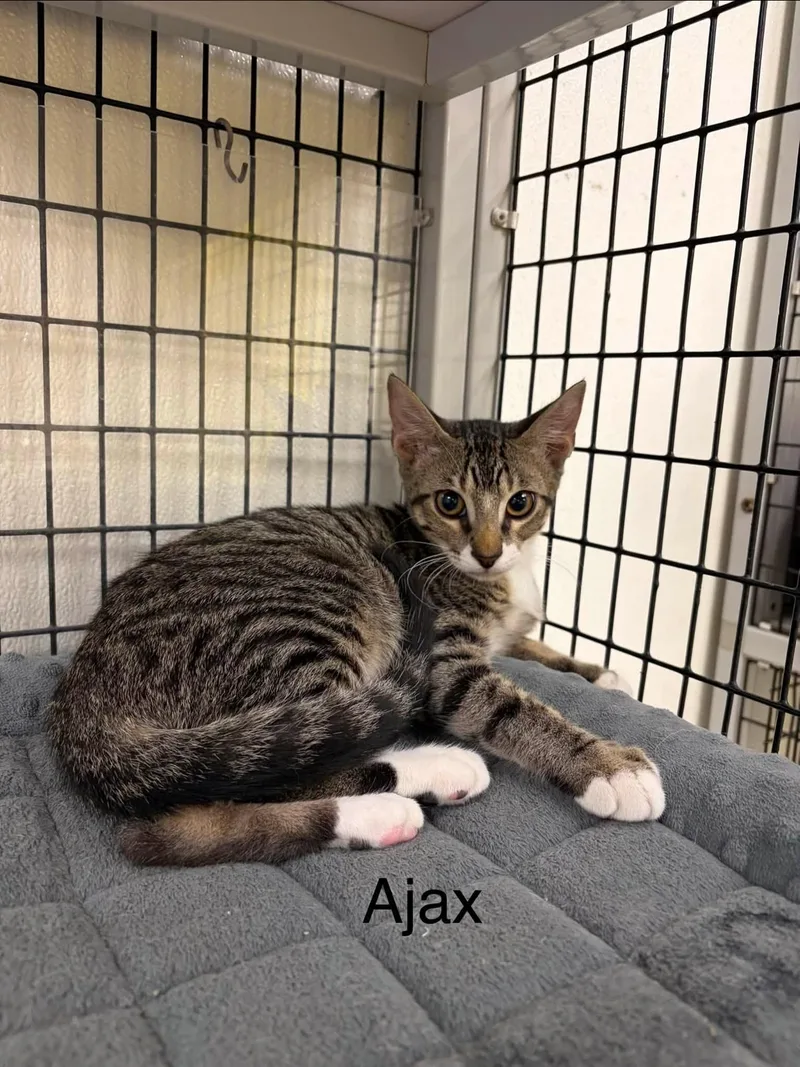 A young medium-sized male Tabby (Gray / Blue / Silver) Domestic Short Hair cat named Ajax for adoption in Port Lavaca, TX