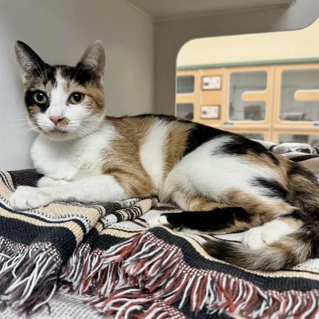 A young small-sized female Domestic Short Hair cat named Cali for adoption in Riverside, CA