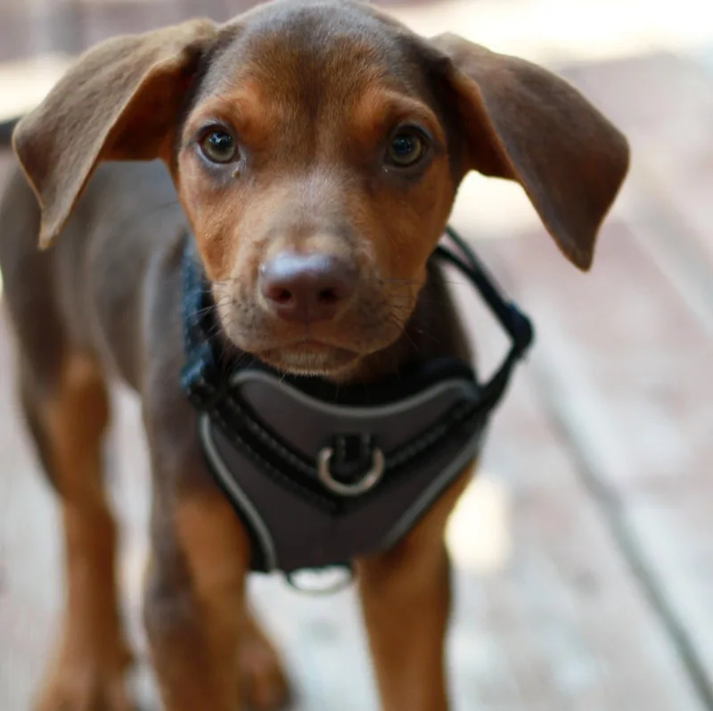 A baby medium-sized male Labrador Retriever dog named Rodney for adoption in Mankato, MN
