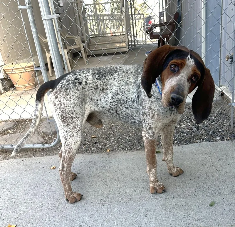 An adult large-sized male Tricolor (Brown, Black, & White) Treeing Walker Coonhound dog named 61574931 for adoption in Elko, NV