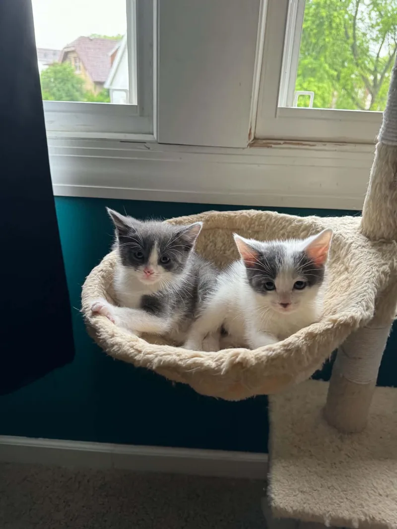 A baby small-sized female Domestic Short Hair cat named Mini Moo for adoption in Milwaukee, WI