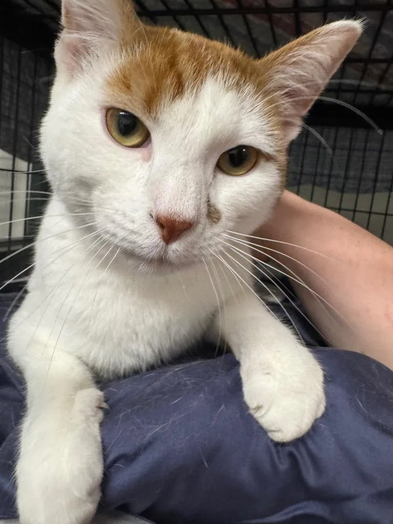 A young medium-sized male Domestic Short Hair cat named Hansel for adoption in St. Albans, VT