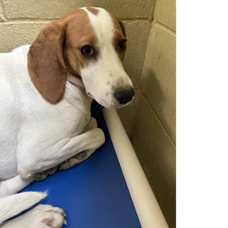 An adult medium-sized female Yellow / Tan / Blond / Fawn Hound dog named Ashina for adoption in Clarksville, VA