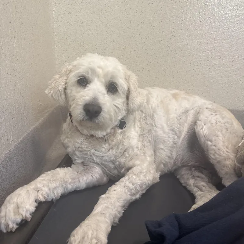 An adult medium-sized female White / Cream Poodle dog named Maddie for adoption in Playa Vista, CA