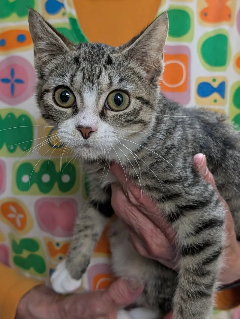 A baby medium-sized female Tabby (Brown / Chocolate) Domestic Short Hair cat named Chicken for adoption in Chambersburg, PA