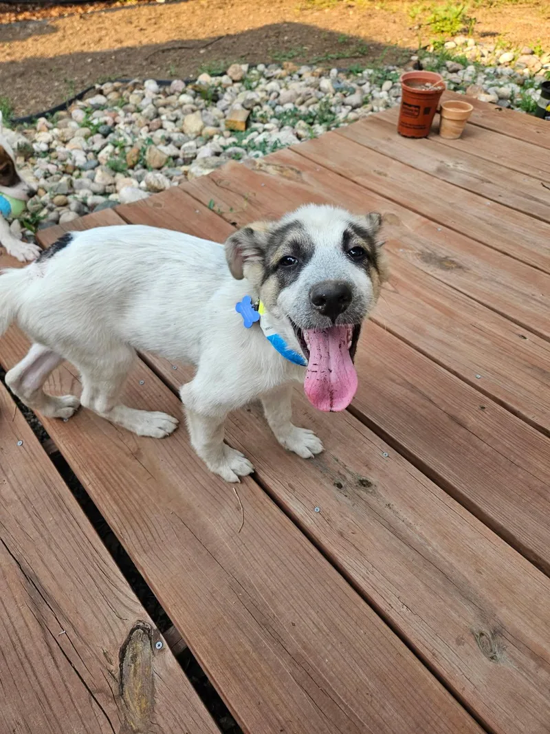 A baby large-sized male White / Cream Great Pyrenees dog named Jerry for adoption in Fort Collins, CO