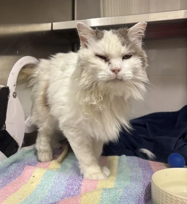 A senior medium-sized female Domestic Long Hair cat named Marshmallow for adoption in Stratham, NH