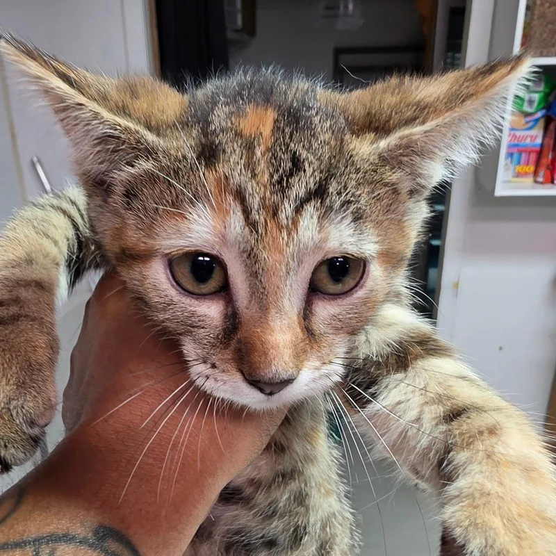 A baby small-sized female Torbie Domestic Short Hair cat named Sammy for adoption in Leander, TX