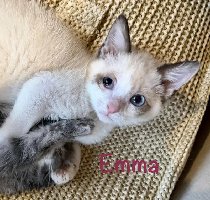 A baby medium-sized female Siamese cat named Emma for adoption in Reston, VA