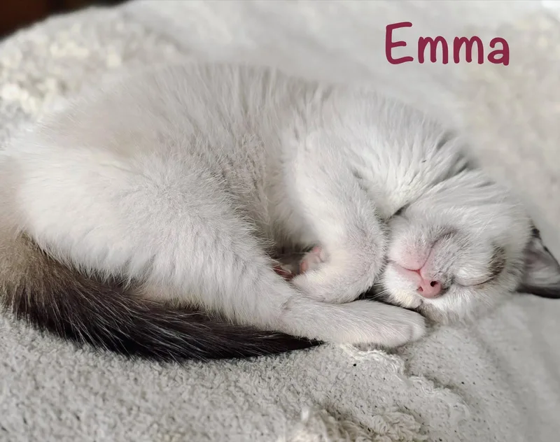 Emma thumbnail 3