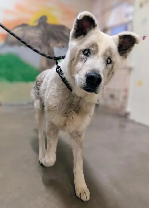 A senior medium-sized female Husky dog named Six for adoption in Phoenix, AZ