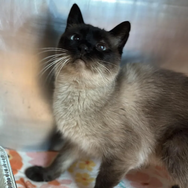 Matilda