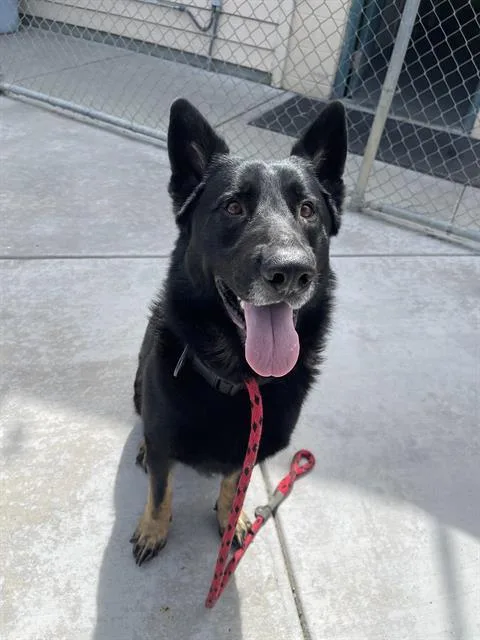 An adult large-sized male German Shepherd Dog dog named Tito for adoption in Santa Cruz, CA