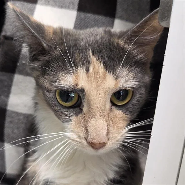 An adult small-sized female Domestic Short Hair cat named Missy for adoption in Centerville, MA