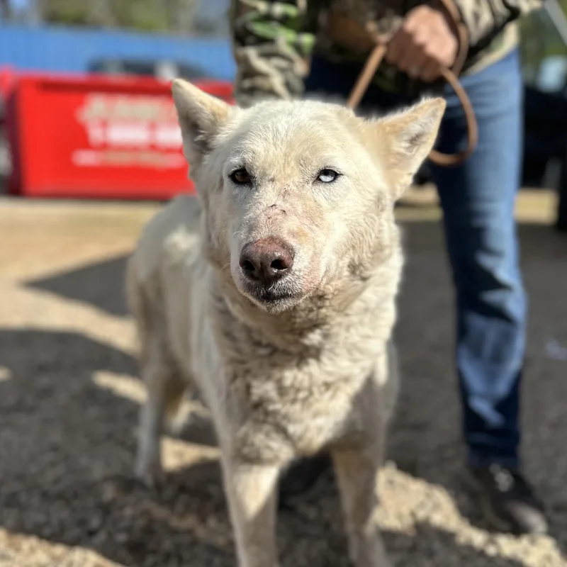 An adult large-sized female White / Cream Husky dog named Tap Water for adoption in Columbia, SC