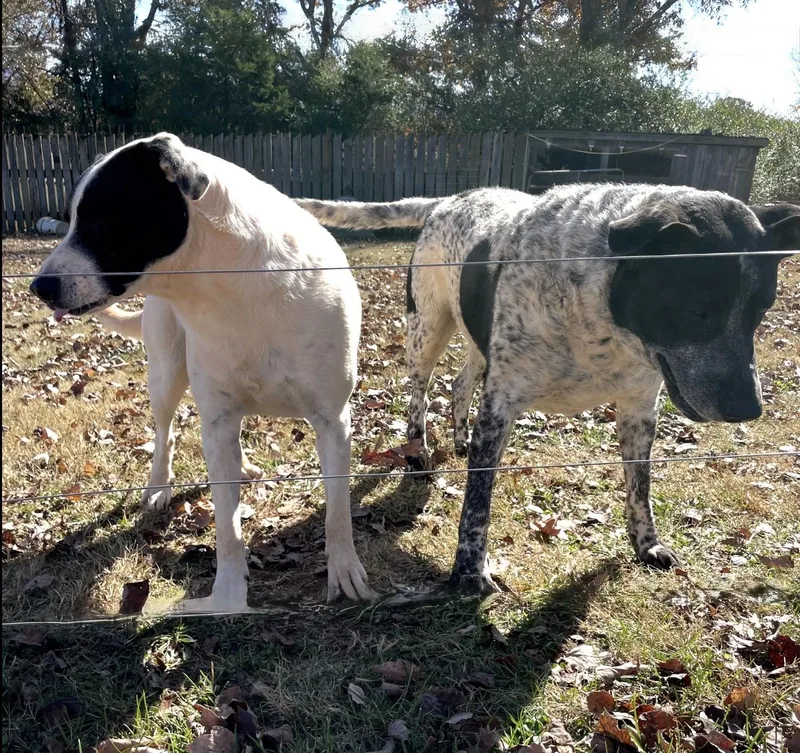 Rocket & Jax thumbnail 3