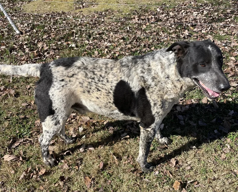 Rocket & Jax thumbnail 4