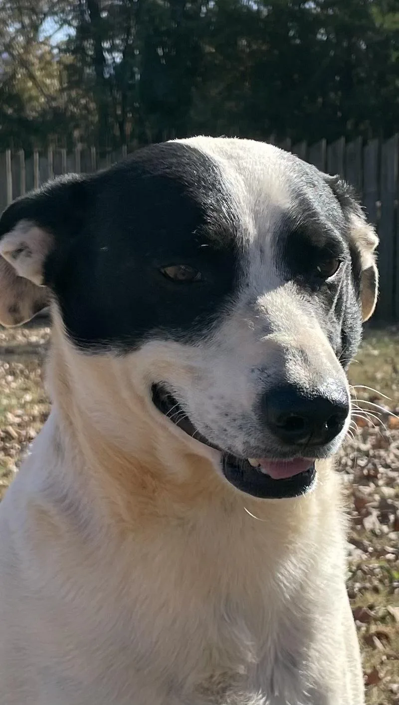 Rocket & Jax thumbnail 5