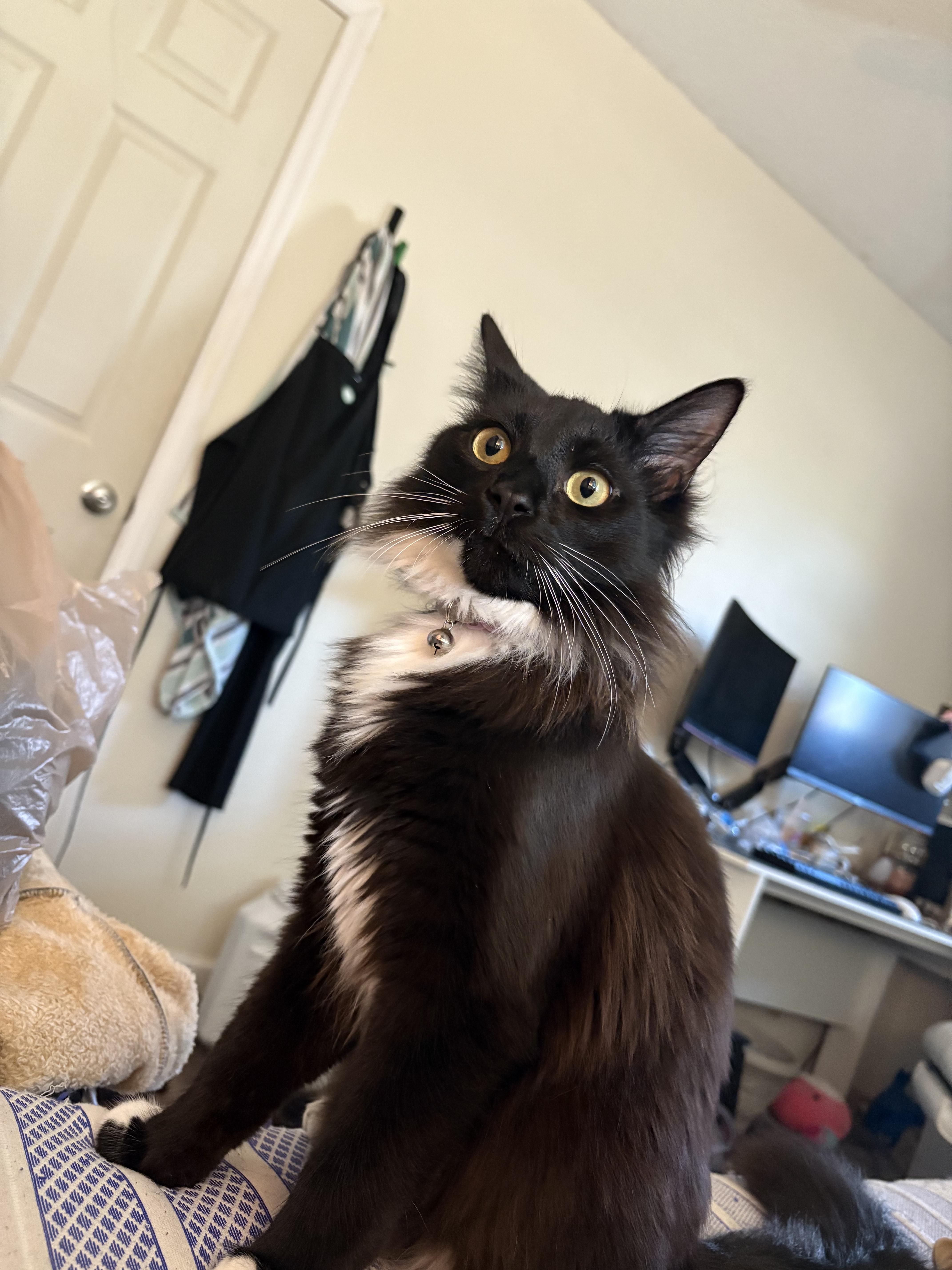 A young large-sized male Domestic Medium Hair cat named Calcifer for adoption in Moncks Corner, SC