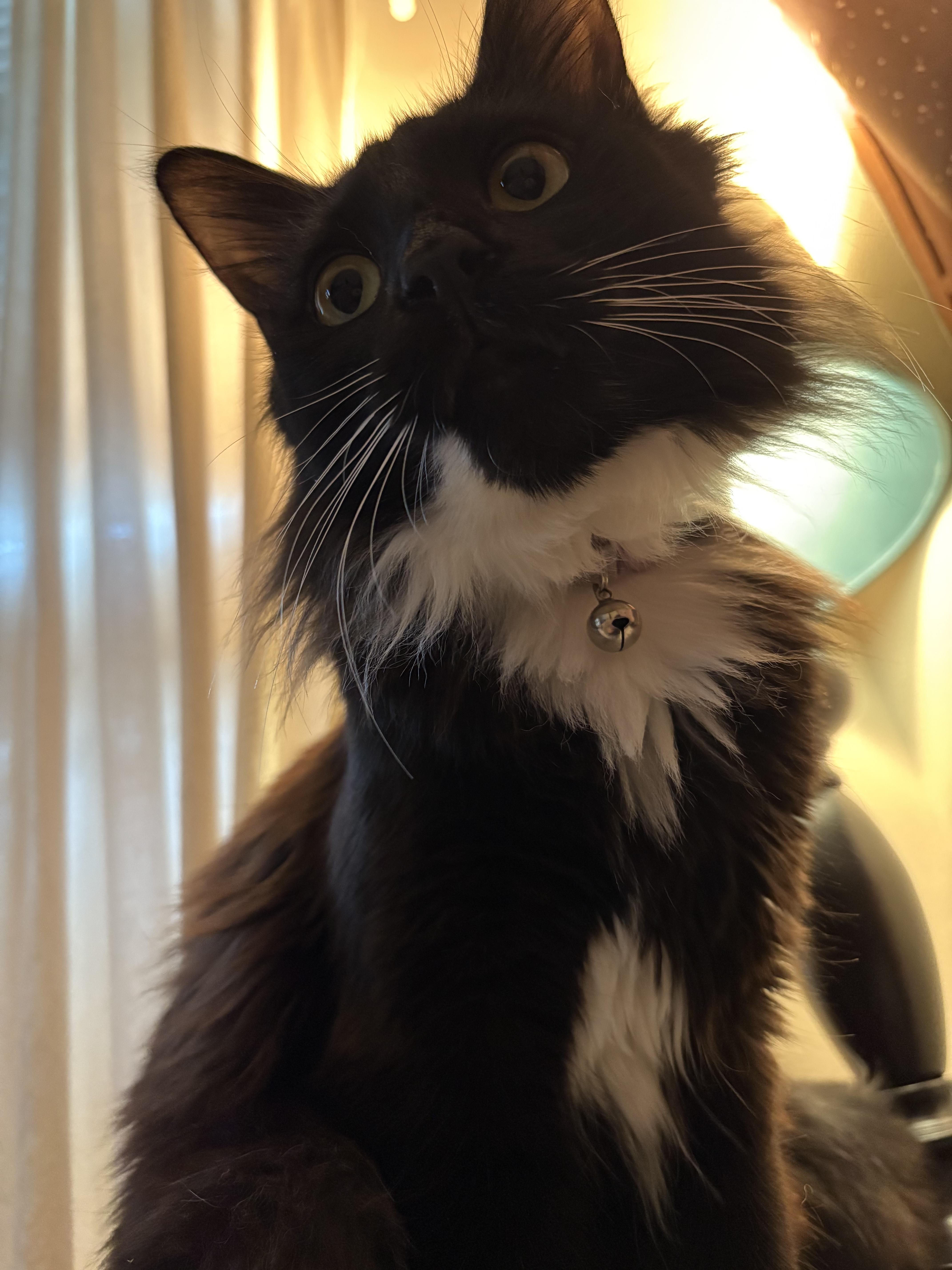 Calcifer thumbnail 2