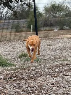 Dutchess thumbnail 2